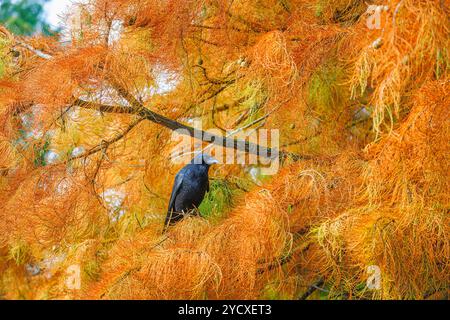 Un grand corbeau de charoie noir (Corvus corone) se perche dans un arbre aux couleurs d'automne à RHS Garden Wisley, Surrey, sud-est de l'Angleterre Banque D'Images