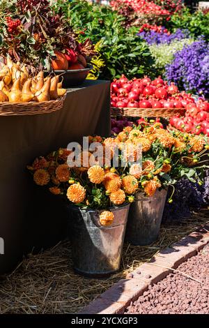 Une scène de marché en plein air colorée avec des seaux de dahlias oranges ornées, des paniers de poires et un assortiment de grenades rouges Banque D'Images