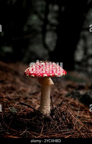 Un champignon rouge frappant avec des taches blanches se détache au milieu du sol de la forêt brune de Cumbres del Ajusco, un parc national de Mexico Banque D'Images