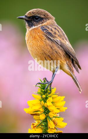 Portrait détaillé d'un oiseau Stonechat perché élégamment sur des fleurs sauvages jaunes en fleurs sur un fond doux et rose, capturé sur le paysage Banque D'Images