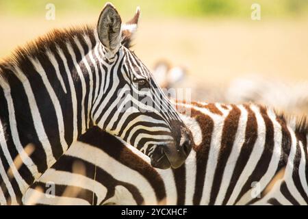 Cette image capture le motif rayé de zèbres dans les moindres détails lors d'une journée ensoleillée dans le Masai Mara, mettant en évidence leurs rayures noires et blanches uniques et Banque D'Images