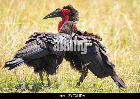 Une paire de Hornbill Southern Ground, Bucorvus leadbeateri, se tient au milieu de prairies luxuriantes, affichant des taches rouges vives du visage et de la gorge Banque D'Images