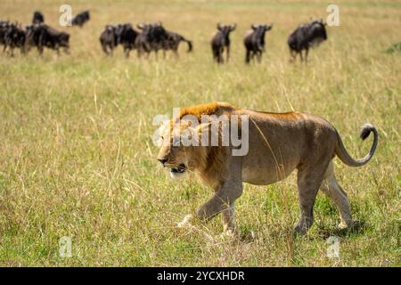 Le lion mâle marche en toute confiance à travers les prairies avec un troupeau de gnous méfiants en arrière-plan, capturé dans le Maasai Mara. Banque D'Images