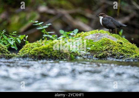 Un plongeur européen, Cinclus cinclus, se tient en alerte sur une roche couverte de mousse au milieu d'un ruisseau qui coule, entouré d'un feuillage vert luxuriant Banque D'Images