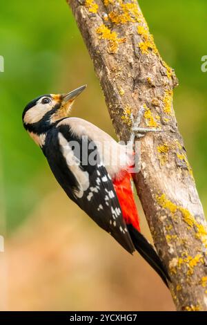 Un grand pic à pois éclatant posé sur une branche moussue sur un fond vert flou, mettant en valeur la beauté de la nature. Banque D'Images
