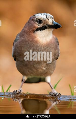 Portrait rapproché d'un geai eurasien ou Garrulus glandarius perché par l'eau dans un habitat naturel. Banque D'Images