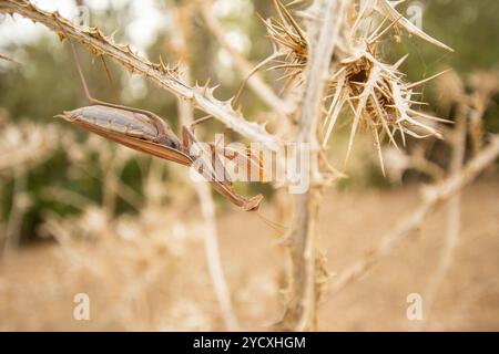 La mante européenne ou la mantis religiosa perchée sur une plante de chardon sec, présentant une position de chasse typique dans l'habitat naturel. Banque D'Images