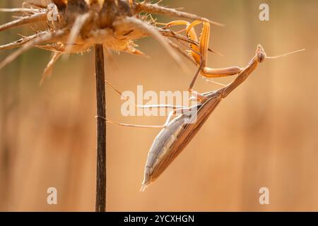 Gros plan d'une Mantis européenne ou d'une Mantis religiosa perchée délicatement sur une tige de plante séchée, affichant sa pose de prière emblématique au milieu d'un naturel et doux Banque D'Images