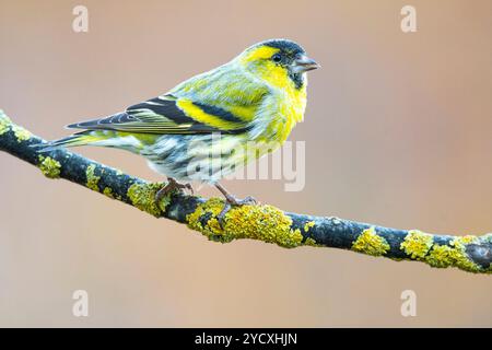 Spinus spinus repose sur une branche recouverte de lichen, montrant son plumage vif et son expression d'alerte dans un nat Banque D'Images