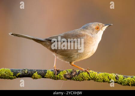 Une Paruline sarde, Sylvia melanocephala, est capturée gracieusement perchée sur une brindille couverte de mousse, avec un fond flou doux rehaussant sa délicatesse Banque D'Images