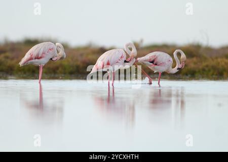 Un moment de sérénité capturé par quatre flamants roses qui interagissent dans les eaux peu profondes du Delta del Ebro, en Espagne, avec un éclairage naturel doux. Banque D'Images