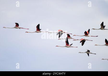 Une volée captivante de flamants roses s'élève gracieusement au-dessus du delta de l'Èbre en Espagne, mettant en valeur un mélange homogène de couleurs vives et de mouvement ag sans effort Banque D'Images