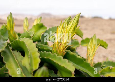 Une image en gros plan capturant les détails complexes de jeunes bourgeons de cactus verts éclatants qui poussent au milieu des feuilles ondulées et épaisses de plantes matures, Set aga Banque D'Images