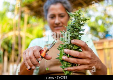 Une agricultrice expérimentée taille soigneusement une plante de cannabis florissante dans une ferme de cannabis d'été, optimisant la santé et la floraison Banque D'Images