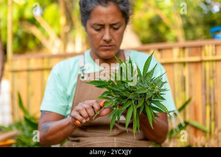 Une femme concentrée coupe des bourgeons de cannabis frais avec des ciseaux dans un jardin extérieur portant un tablier, elle prépare méticuleusement la plante pour la récolte, surrou Banque D'Images