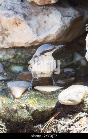 Une écoutille se dresse sur des rochers couverts de mousse à côté d'une source d'eau, montrant sa capacité unique à descendre les arbres. Banque D'Images