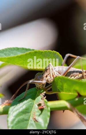 Une image en gros plan d'une grande cigale reposant sur la feuille d'une plante verte, mettant en valeur son exosquelette détaillé et son habitat naturel Banque D'Images