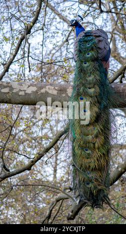 Un paon met en valeur son magnifique plumage tandis qu'il est perché sur une branche, entouré de printemps en herbe laisse les plumes de queue accrocheuses de l'oiseau, ornées Banque D'Images