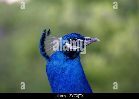Une image en gros plan d'un paon bleu éclatant, mettant en valeur ses motifs d'yeux saisissants et sa texture de plume détaillée sur un fond vert doux Banque D'Images