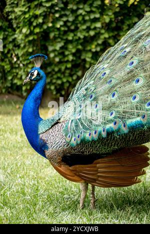 Une image frappante d'un paon bleu vif, plumes de queue entièrement expansées, sur fond de feuillage vert luxuriant Banque D'Images