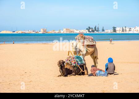 Chameaux sur la plage d'Essaouira Banque D'Images