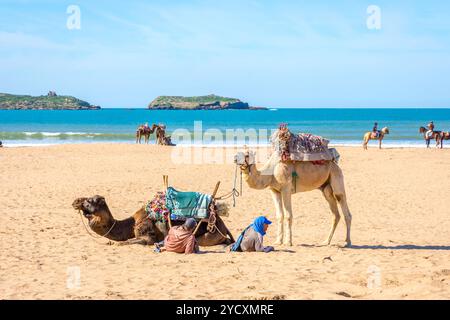 Chameaux sur la plage d'Essaouira Banque D'Images