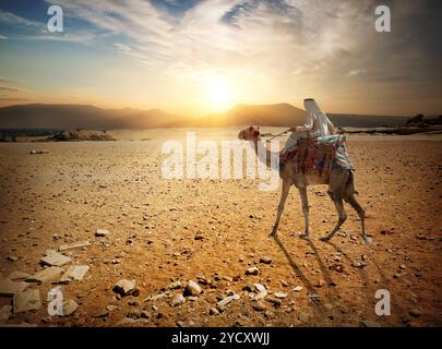 Des promenades en chameau à travers le bédouin du désert de sable Banque D'Images