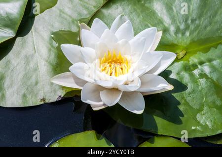 Nénuphar blanc fleur avec grandes feuilles vertes dans le lac Banque D'Images