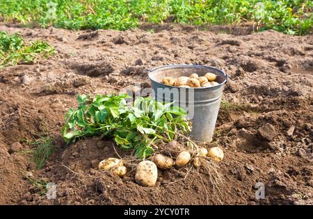 Les pommes de terre biologiques en godet en métal le potager Banque D'Images