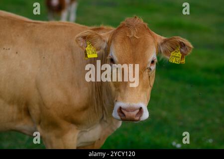 Vache brune. Vaches sur un pré. Vache brune sur prairie verte. Ferme de vache avec des bovins laitiers sur le champ dans la ferme de campagne. Vache dans un champ. Banque D'Images