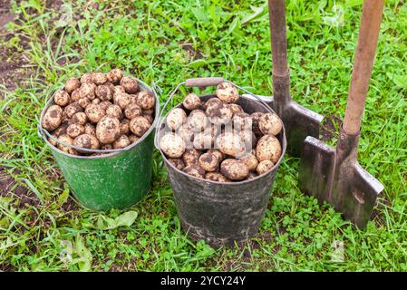 Les pommes de terre fraîchement creusée dans les seaux en métal et de pelles à l'potager Banque D'Images