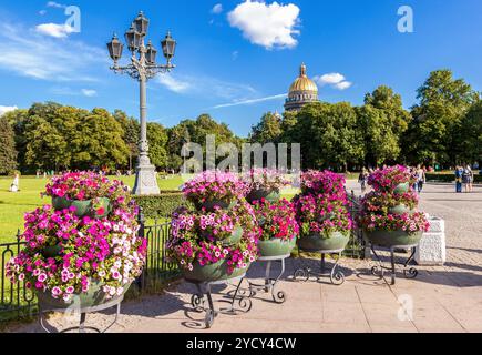 Belles fleurs de pétunia en grand pot de fleurs en journée ensoleillée contre la cathédrale d'Isaac à préparé Petersburg, Russie Banque D'Images