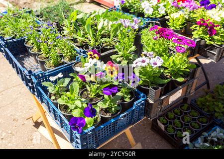 Vente de plants de fleurs décoratives sur la rue Banque D'Images