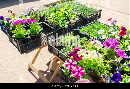 Vente de plants de fleurs décoratives sur la rue Banque D'Images