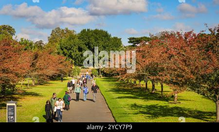Londres, Royaume-Uni. 24 octobre 2024. Les visiteurs apprécient une promenade parmi les cerisiers colorés qui, au printemps, sont communément connus sous le nom d'allée des cerisiers en fleurs de Kew. Arbres et plantes ont pris des couleurs automnales vibrantes lors d'une journée avec un beau soleil et un ciel bleu avec des températures douces à Kew Gardens dans l'ouest de Londres aujourd'hui. Crédit : Imageplotter/Alamy Live News Banque D'Images