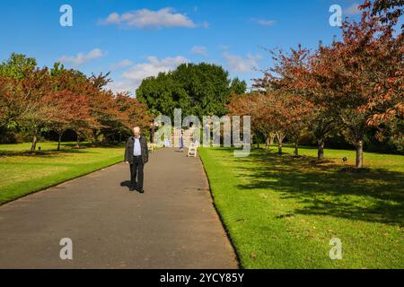 Londres, Royaume-Uni. 24 octobre 2024. Les visiteurs apprécient une promenade parmi les cerisiers colorés qui, au printemps, sont communément connus sous le nom d'allée des cerisiers en fleurs de Kew. Arbres et plantes ont pris des couleurs automnales vibrantes lors d'une journée avec un beau soleil et un ciel bleu avec des températures douces à Kew Gardens dans l'ouest de Londres aujourd'hui. Crédit : Imageplotter/Alamy Live News Banque D'Images