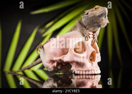 Crâne, barbu, Agama lizard background Banque D'Images