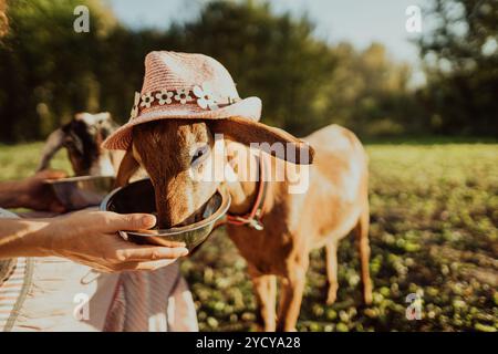 Une agricultrice nourrit une chèvre nubienne avec de l'avoine provenant d'un bol dans sa ferme de plein air Banque D'Images