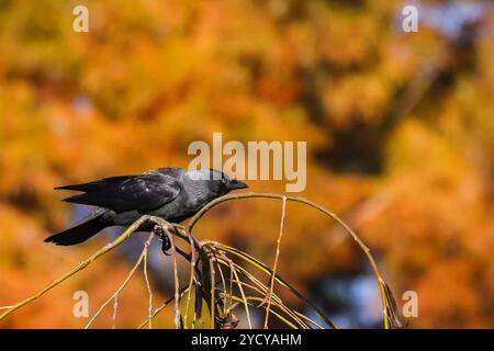 Londres, Royaume-Uni. 24 octobre 2024. La faune et les oiseaux prennent le soleil. Arbres et plantes ont pris des couleurs automnales vibrantes lors d'une journée avec un beau soleil et un ciel bleu avec des températures douces à Kew Gardens dans l'ouest de Londres aujourd'hui. Crédit : Imageplotter/Alamy Live News Banque D'Images