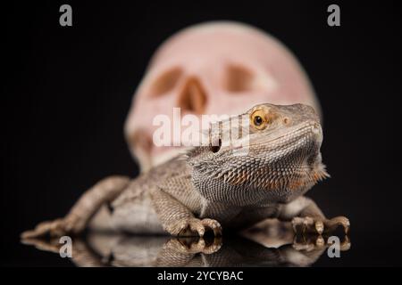 Crâne humain,barbu Agama lizard, contexte Banque D'Images