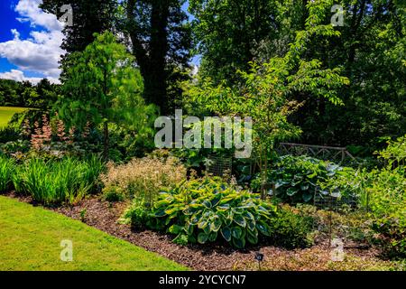 Un mélange coloré de plantes de feuillage, y compris des hostas au RHS Garden Rosemoor, Devon, Angleterre, Royaume-Uni Banque D'Images
