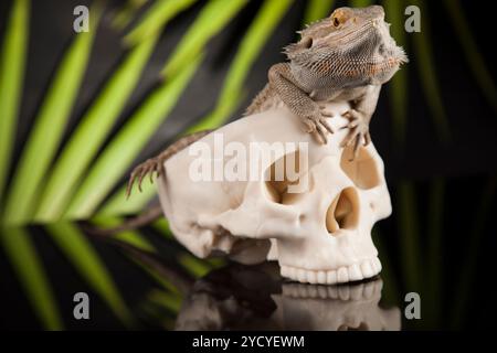 Crâne, barbu, Agama lizard background Banque D'Images