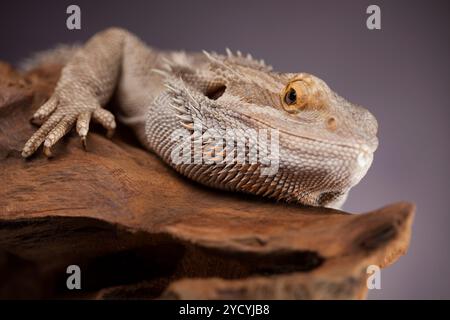 Agama barbu, animal sur fond noir, des reptiles Banque D'Images