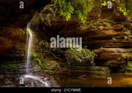 Sérénité à une petite cascade à Pool of Siloam avec lumière du soleil rétroéclairant fougères luxuriantes et feuilles, Blue Mountains Australie Banque D'Images