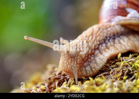 Helix pomatia aussi escargot romain, escargot de Bourgogne Banque D'Images