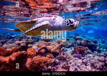 Tortue de mer nage sous l'eau sur fond de récifs coralliens Banque D'Images