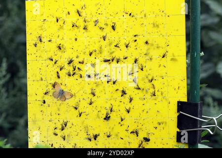 beaucoup de flys collés sur une feuille de carte de mouche jaune collante. papier de mouche jaune plein de mouches mortes. maisons volantes coincées sur un piège à mouches jaune dans le jardin. parasite c Banque D'Images