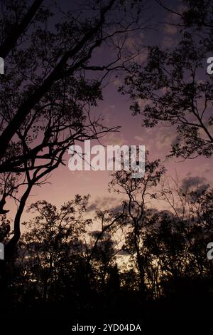 Photo prise au coucher du soleil dans la jungle du parc national de Kakadu, territoire du Nord, Australie Banque D'Images