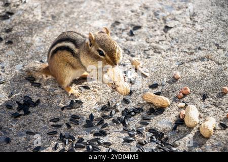 Chipmunk avec des cacahuètes dans ses pattes. Graines de tournesol et arachides sur le sol autour de lui. Banque D'Images