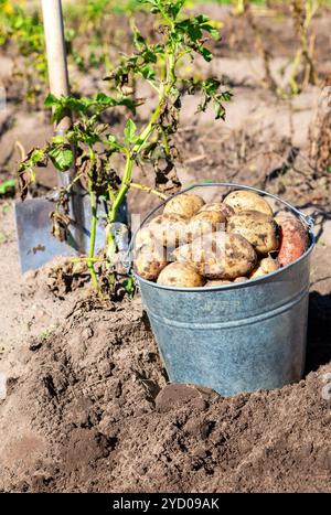 Pommes de terre fraîchement creusées dans un seau en métal et une pelle Banque D'Images